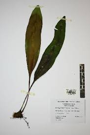Image result for Elaphoglossum aubertii