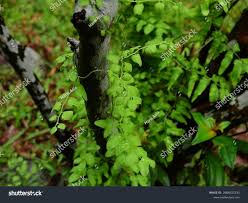 Image result for Lygodium microphyllum
