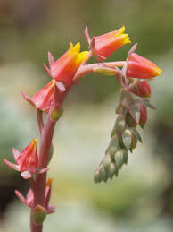 Image result for Micromeria imbricata