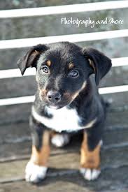 Lawson came into the shelter with his ailing female rottie companion when his owners wer… more. Tobi The Cutest Rottie Mix Puppy Ct Dog Photography In The Snow Photography And More