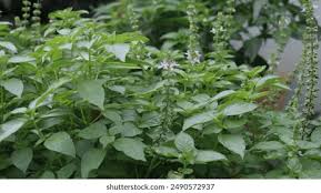Image result for Ocimum americanum