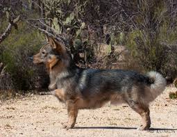 This is the price you can expect to budget for a swedish vallhund with papers but without breeding rights nor show quality. My Dogs Caliente Swedish Vallhunds