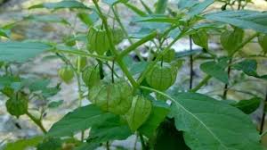 Pokok letup kelambu pelbagai khasiat serta buahnya yang sedap l ciri pokok ciplukan. Bomoh Online Khasiat Buah Letup Letup Kelambu Cecah Facebook