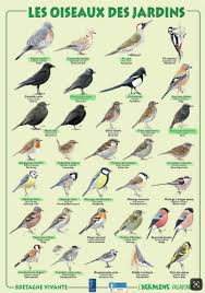 Oiseaux Des Jardins Bretons Oiseaux Des Jardins Oiseaux Du Ciel Oiseaux