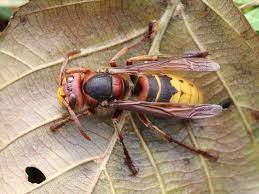 True hornets can be distinguished from other vespines by the form of their head. Got Pests
