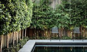Its thick evergreen foliage creates a dense hedge when the trees are spaced properly, it tolerates. 10 Privacy Plants For Screening Your Yard In Style