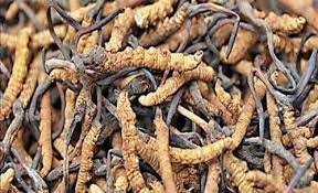 Keeda jadi is also known as himalayan viagra.it is found in india,tibet,bhutan and china. Dry Vigour Keeda Jadi Rs 3500 Gram Zircon Ventures Id 21138601791