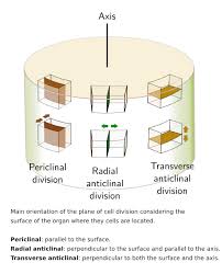 Maybe you would like to learn more about one of these? Plant Tissues Meristems Vascular Cambium Atlas Of Plant And Animal Tissues