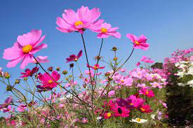 Cosmos Flower Seeds Online Flower Seeds Seeds Online