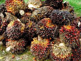 Octyl palmitat, palmytil alcohol, palm kernal oil, palm fruit oil, palm stearine, cetyl alcohol, sodium kenelate and many others. Industrial Scale Pyrolysis The Easiest To Use Efb Biochar And Fertilizer Savings In Palm Oil Plantations