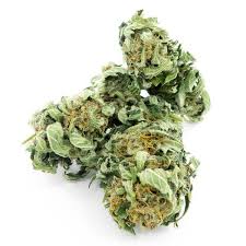 Cbd Flower Wholesale Portugal Or Cbd Flower Wholesale Amsterdam Wholesaler Of Cbd Products In Europe