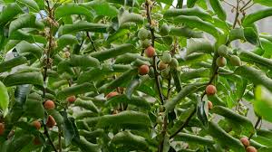 Image result for Mimusops