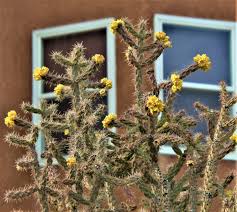 Cholla cactus floor or table lamp indoor / outdoor led rope light steel base new. 1 26 20 Flowers Blooming On Tree Cholla Cactus Paradise Meadows Area Albuquerque New Mexico Usa Album On Imgur