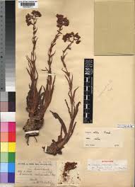 Image result for Crassula alba