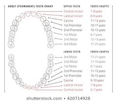 Tooth Eruption Chart Images Stock Photos Vectors