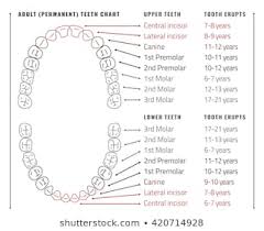 royalty free tooth eruption chart stock images photos