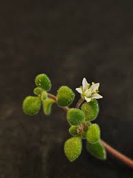 Image result for Crassula expansa