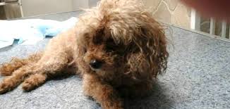 Poodle Toylarda Kisirlastirma