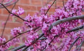 The flowers are very vivid with color and you. Spring Blooms University Of Arizona Campus Arboretum