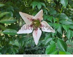 Image result for Rothmannia fischeri