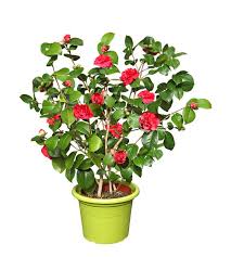Cachez rapidement les vis à vis avec des conseils de l'arbousier est un arbuste persistant indispensable à avoir au jardin tellement il est décoratif. Camelia En Pot Culture Et Conseils D Entretien