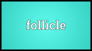 Follicle Meaning Youtube