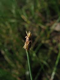 Image result for Eleocharis naumanniana