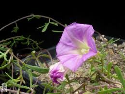 Image result for Ipomoea welwitschii