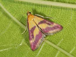 Image result for Pyrausta sanguinalis