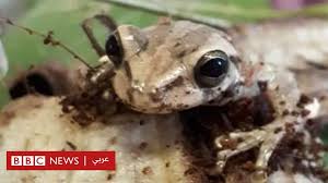 Check spelling or type a new query. Ø§Ù„Ø¹Ø«ÙˆØ± Ø¹Ù„Ù‰ Ø¶ÙØ¯Ø¹ Ù…Ù† Ø£Ù…Ø±ÙŠÙƒØ§ Ø§Ù„Ø¬Ù†ÙˆØ¨ÙŠØ© Ø¨ÙŠÙ† Ø«Ù…Ø§Ø± Ø§Ù„Ù…ÙˆØ² ÙÙŠ Ø³ÙˆØ¨Ø± Ù…Ø§Ø±ÙƒØª ÙÙŠ ÙˆÙŠÙ„Ø² Bbc News Ø¹Ø±Ø¨ÙŠ