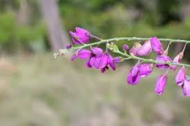 Image result for Endostemon obtusifolius