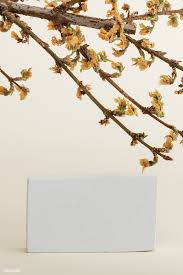 Dried Forsythia Branch With A Card Mockup On A Beige Background Free Image By Rawpixel Com Teddy Rawpixel In 2020 Beige Background Forsythia Backgrounds Free