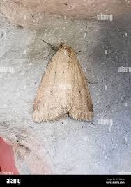 Image result for Photedes minima