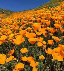 Instagram Maraapierce Nature Aesthetic Landscape Planting Flowers