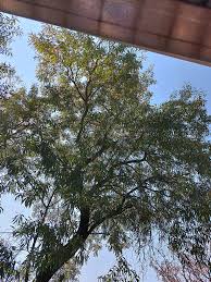 Image result for Triumfetta dekindtiana