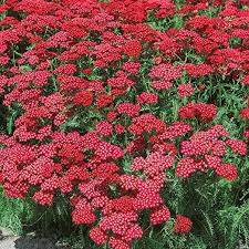 Dominik Blumen Und Pflanzen Staude Rote Schafgarbe Kirschkonigin 5 Stauden Amazon De Garten Schafgarbe Pflanzen Stauden