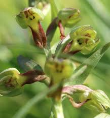 Image result for Disa cornuta