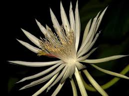 Maybe you would like to learn more about one of these? 10 Most Expensive Flowers In The World Orchids Roses Priceless Plants Financesonline Com