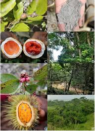 Image result for Landolphia owariensis