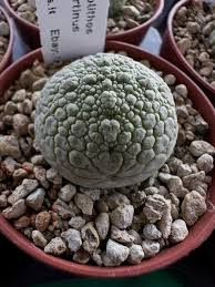 Presente de torinha😍😍😍