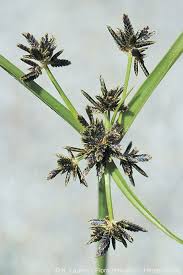 Image result for Cyperus deciduus