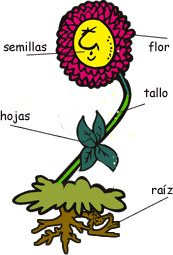 Resultado de imagen de las plantas para niños