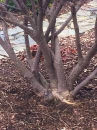 Maybe you would like to learn more about one of these? Pruning Trees And Shrubs B B Barns Garden Center Landscape Services