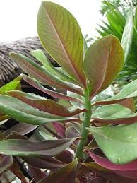 Image result for Euphorbia grantii