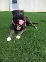 Island south carolina south dakota tennessee texas utah vermont virgin islands virginia washington west virginia wisconsin wyoming armed. Myla Checking Out The Syntipede214 Product Being Installed At Holiday Barn Pet Resort This Past Week In Richmond Virginia Synlaw Pet Resort Dog Love Pets