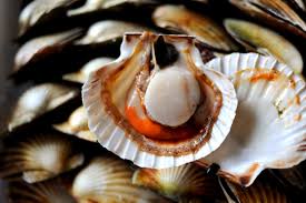 As a result, the muscle that controls the hinge of the shell is much larger than that of oysters or clams. How To Cook Scallops Great British Chefs