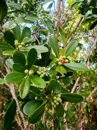 Image result for Canellaceae