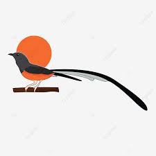 Logo burung murai batu png. White Rumped Shama Murai Batu Medan Vector Png Bird Murai Batu Png And Vector With Transparent Background For Free Download