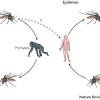Malaysia dengue cpg apk we provide on this page is original, direct fetch from google store. 1