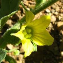 Image result for Cucumis meeusei